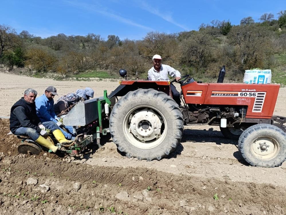 Manisa'da tütün dikim sezonu başladı!-1