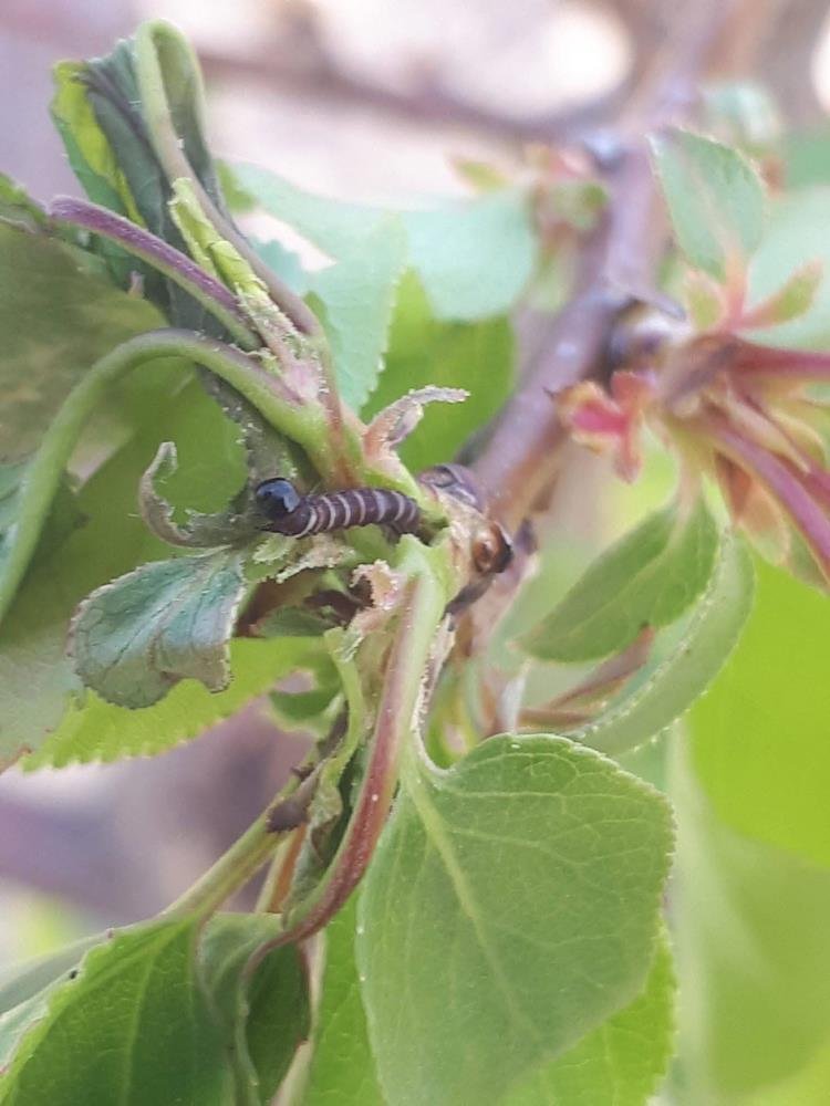 Manisa'da üreticilere kritik uyarı: 'İlaçlama zamanı geldi'