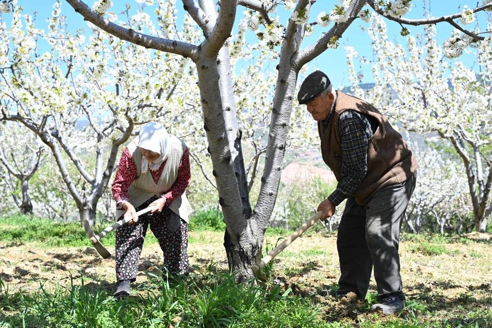 Demirci’de kiraz bahçeleri beyaza büründü!