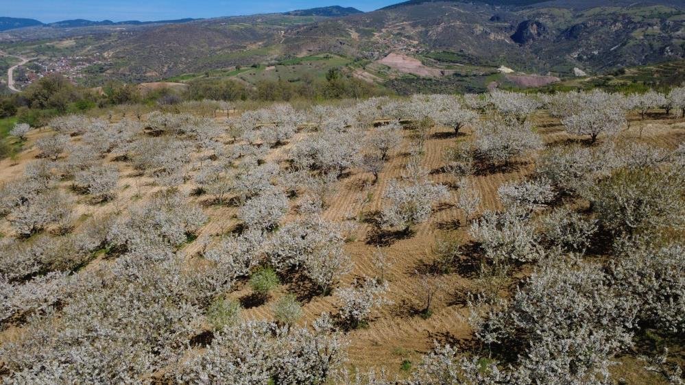 Demirci’de kiraz bahçeleri beyaza büründü!
