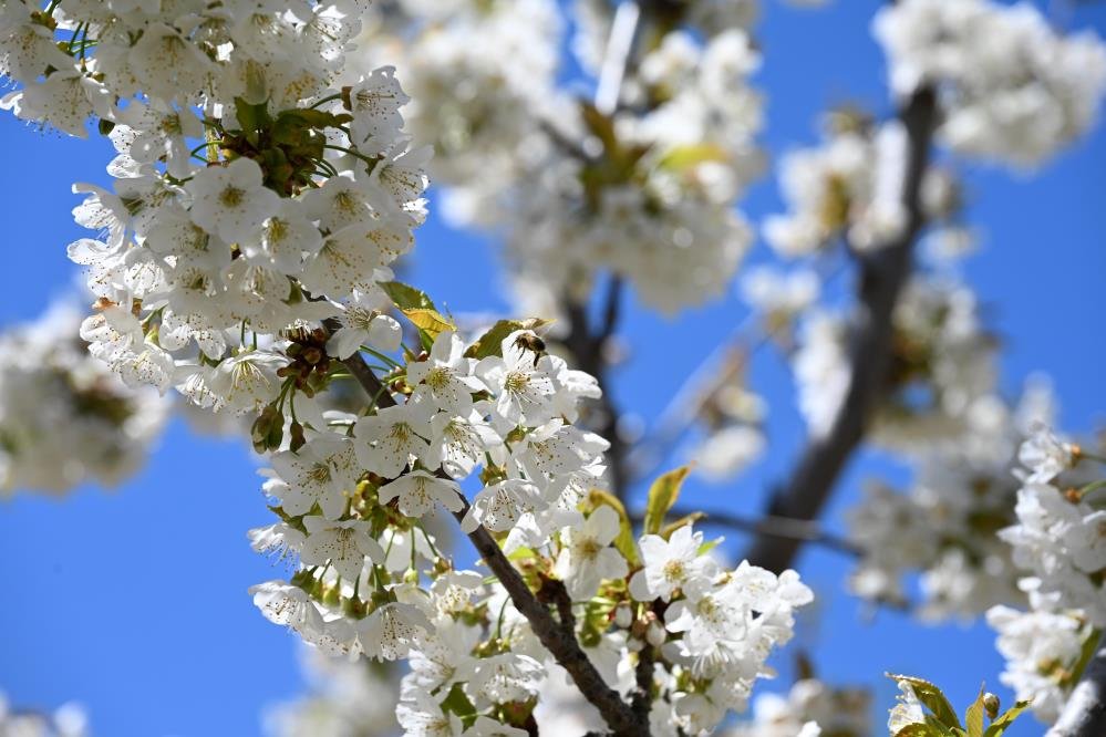 Demirci’de kiraz bahçeleri beyaza büründü!-1
