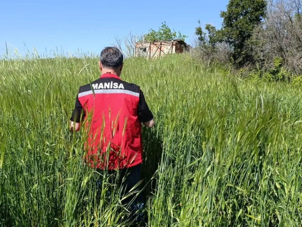 Sarıgöl’de hububatta süne mesaisi!