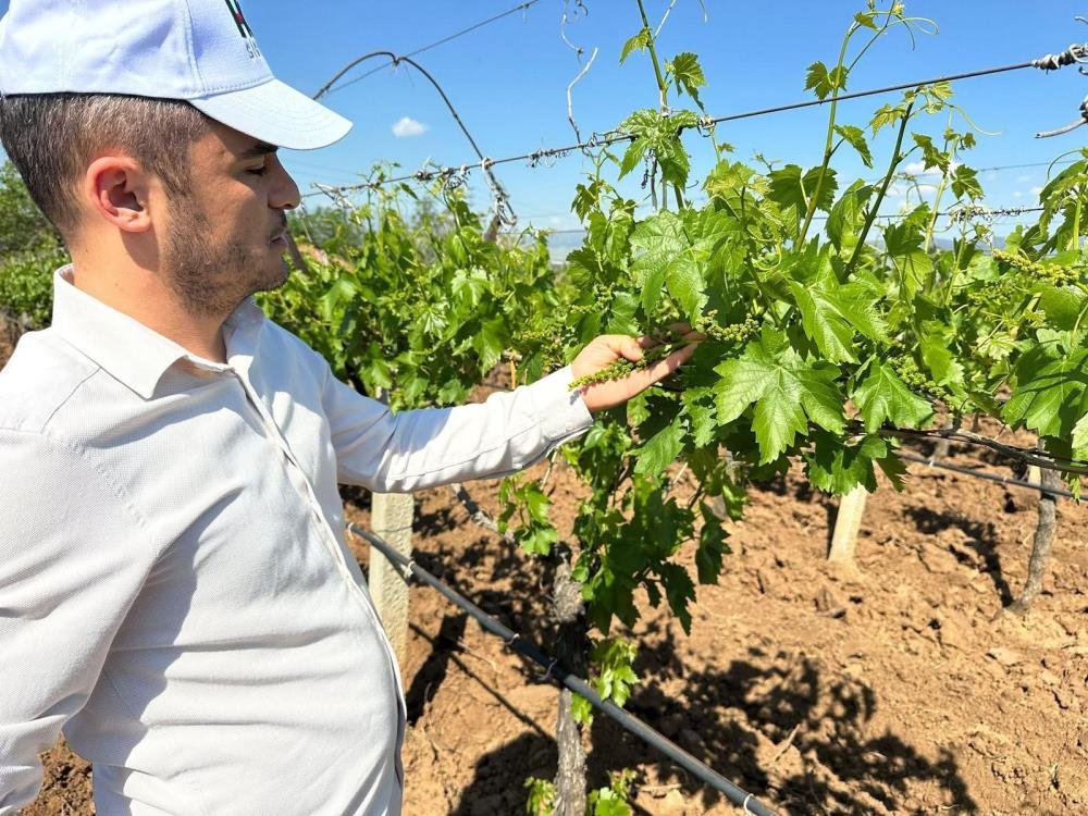 Sarıgöl bağlarında 3K dönemi başladı!