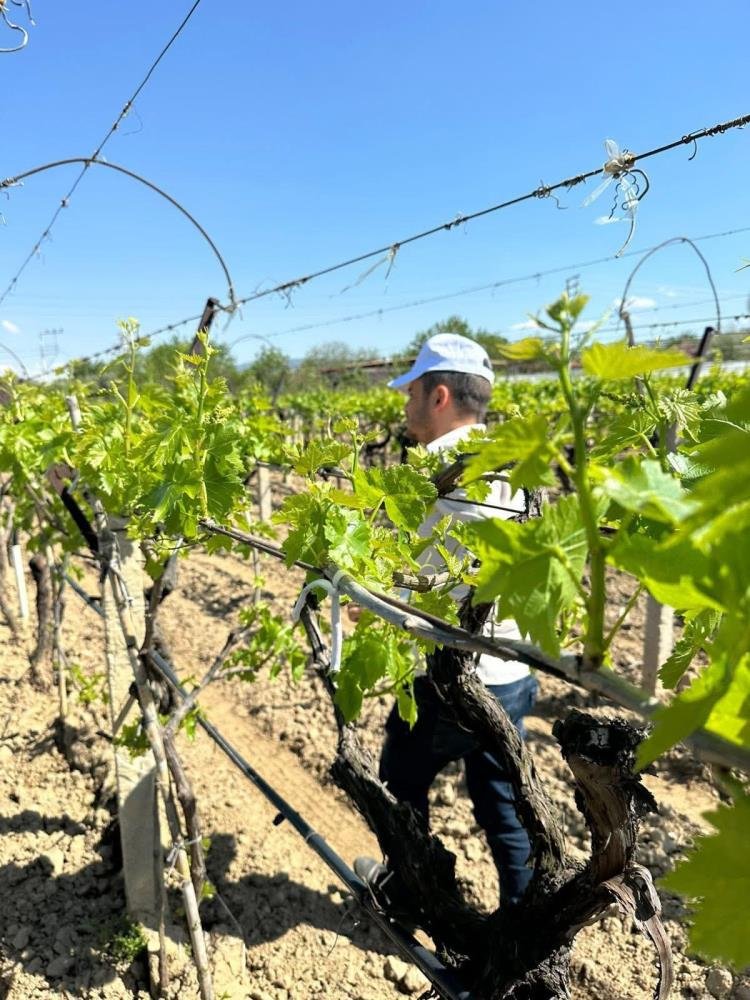 Sarıgöl bağlarında 3K dönemi başladı!
