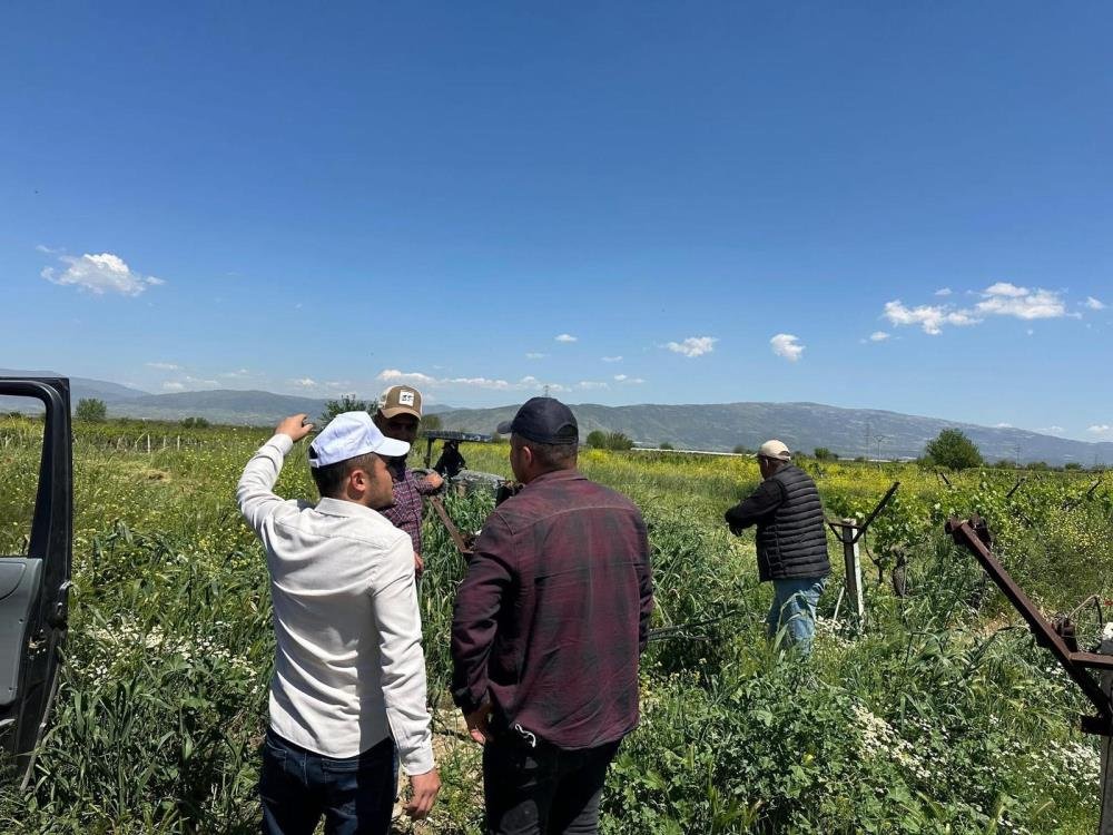 Sarıgöl bağlarında 3K dönemi başladı!