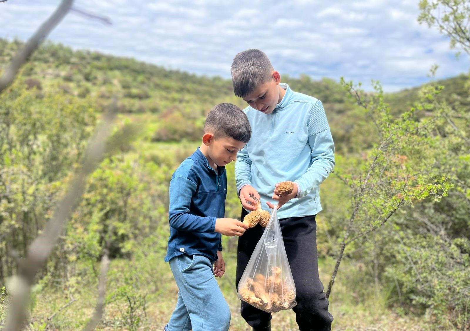 Manisa'da 'Altınbaşlı' bereketli: Kilosu 2 bin TL-.1.