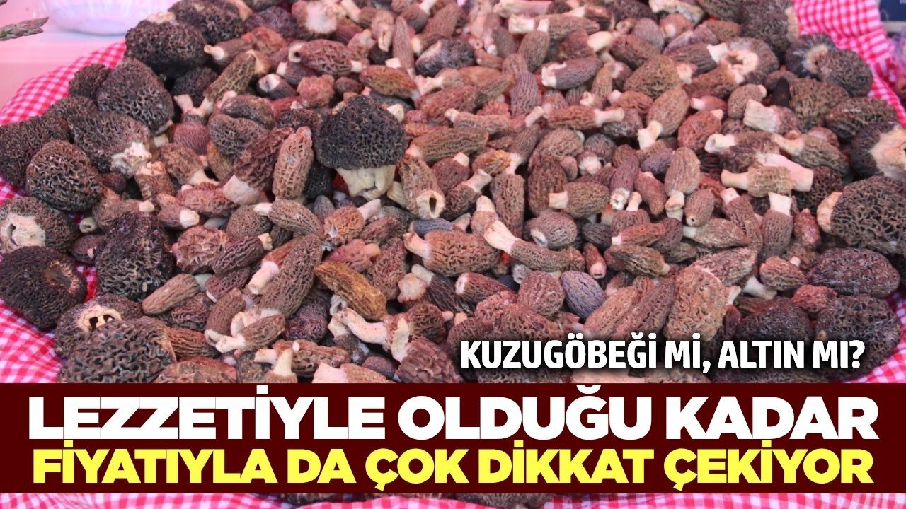 Kuzugöbeği Bereketi: Kilosu 10 Bin TL’ye Dayandı