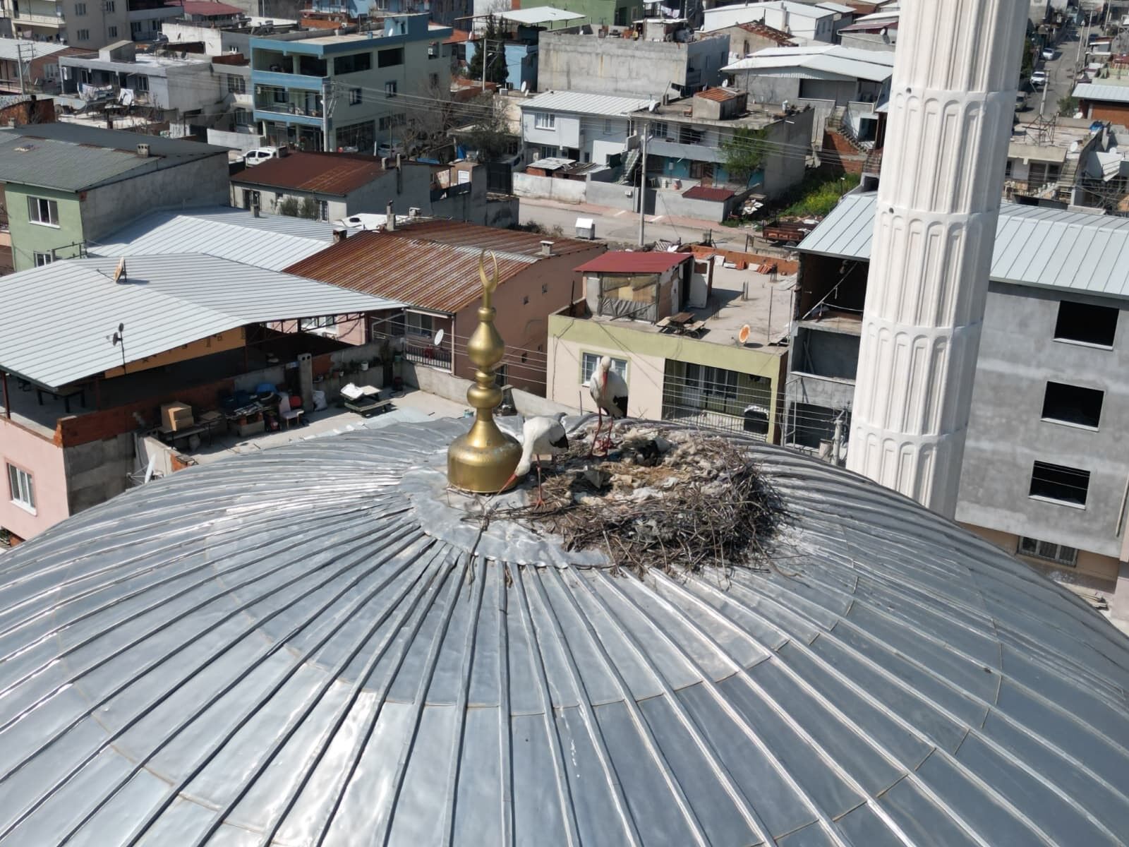 Manisa, Senelerdir Leylek Ailesini Misafir Ediyor (1)