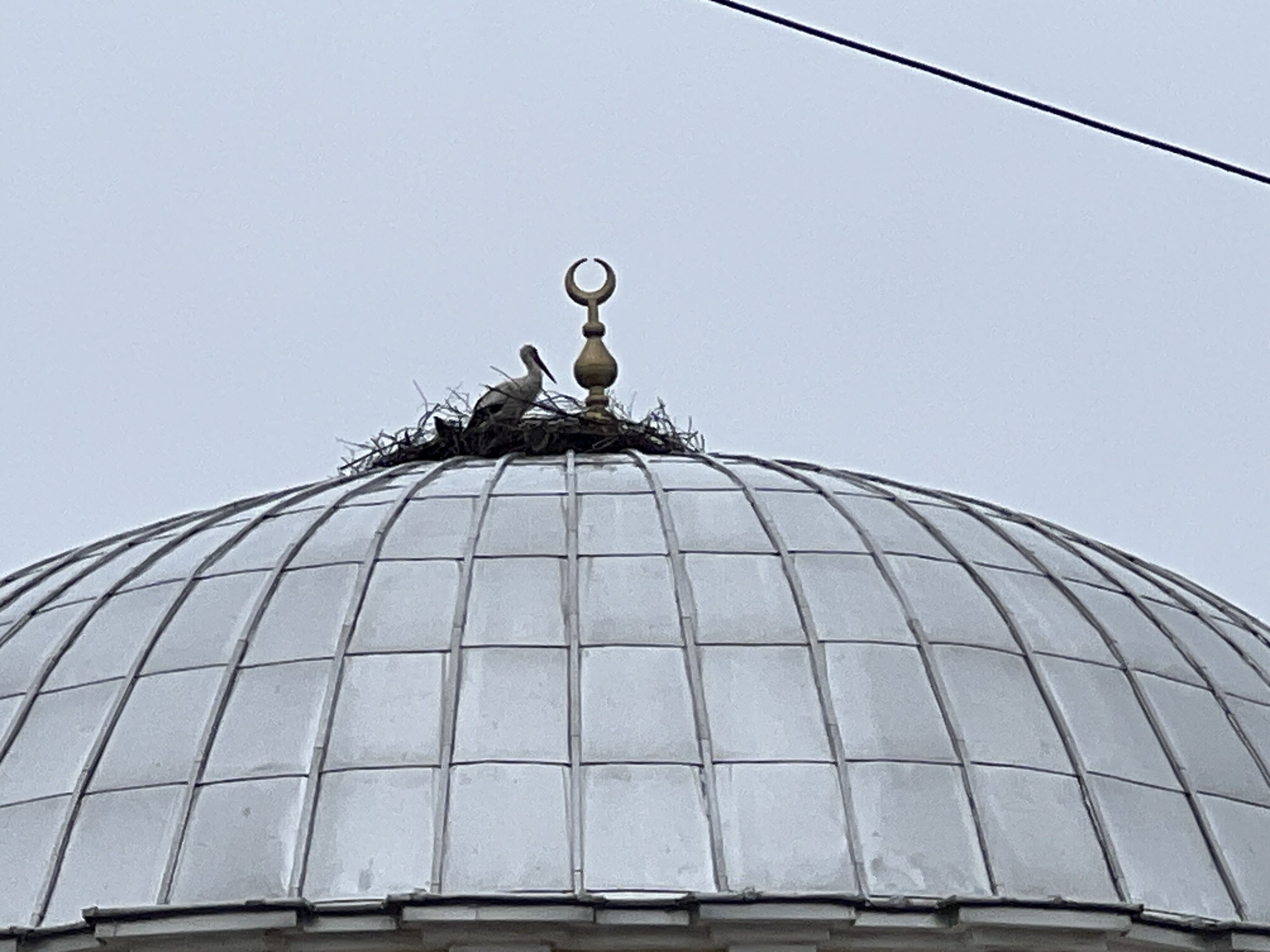 Manisa, Senelerdir Leylek Ailesini Misafir Ediyor (2)