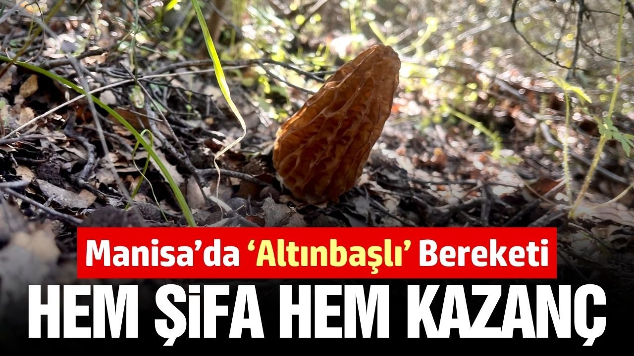 Manisa'da 'Altınbaşlı' bereketi: Kilosu 2 bin TL