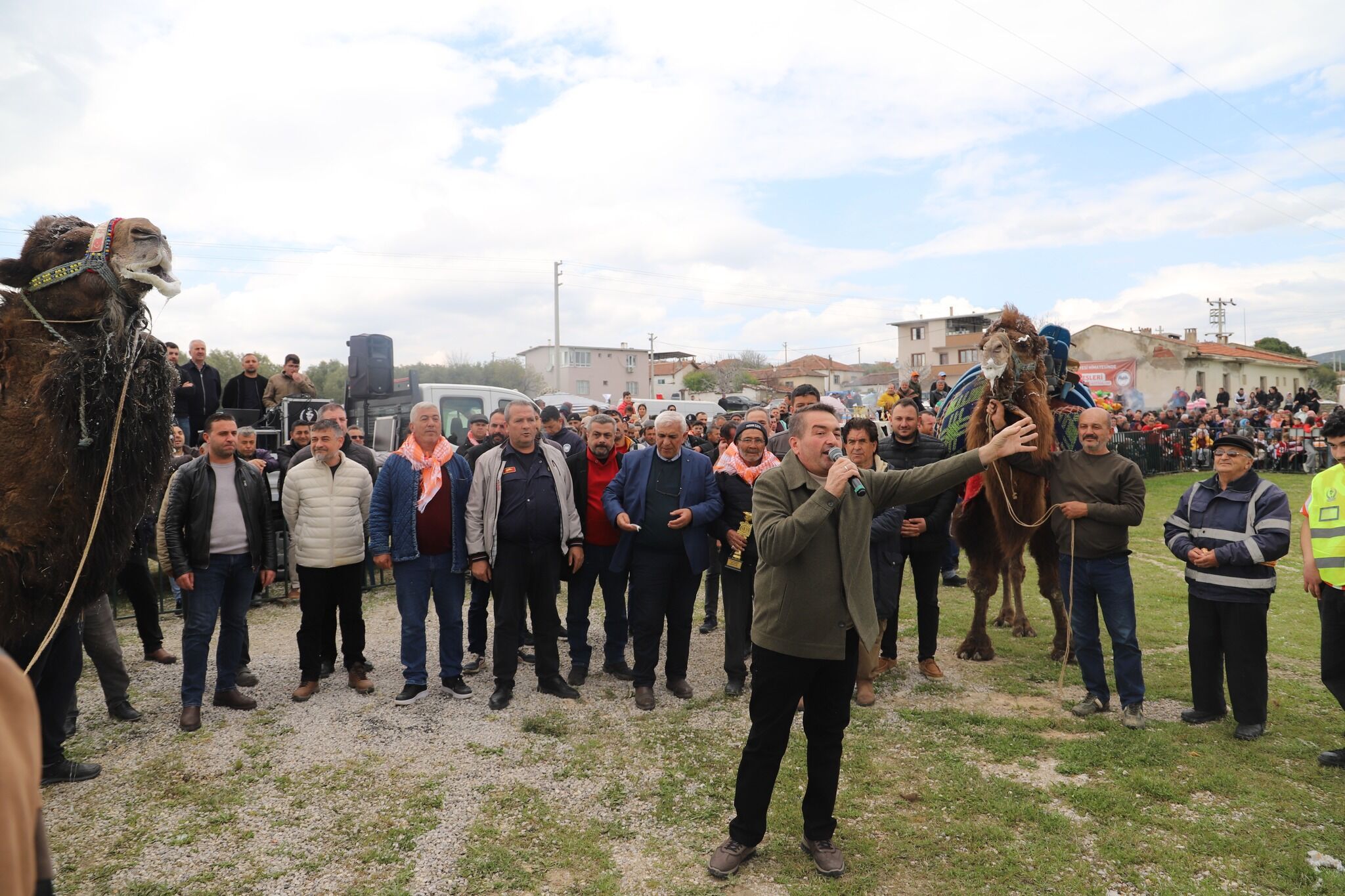 Manisa'da Geleneksel Deve Güreşleri Nefes Kesti! (1)