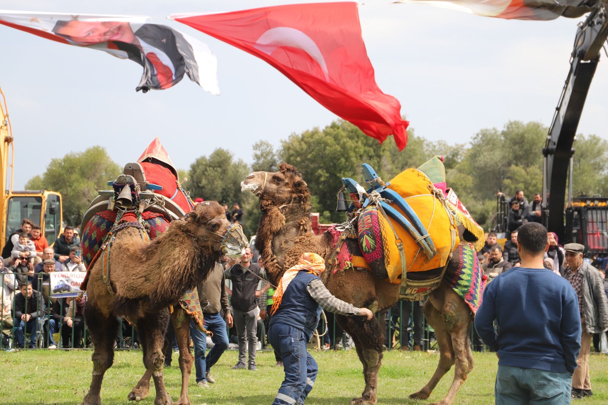 Manisa'da Geleneksel Deve Güreşleri Nefes Kesti! (2)