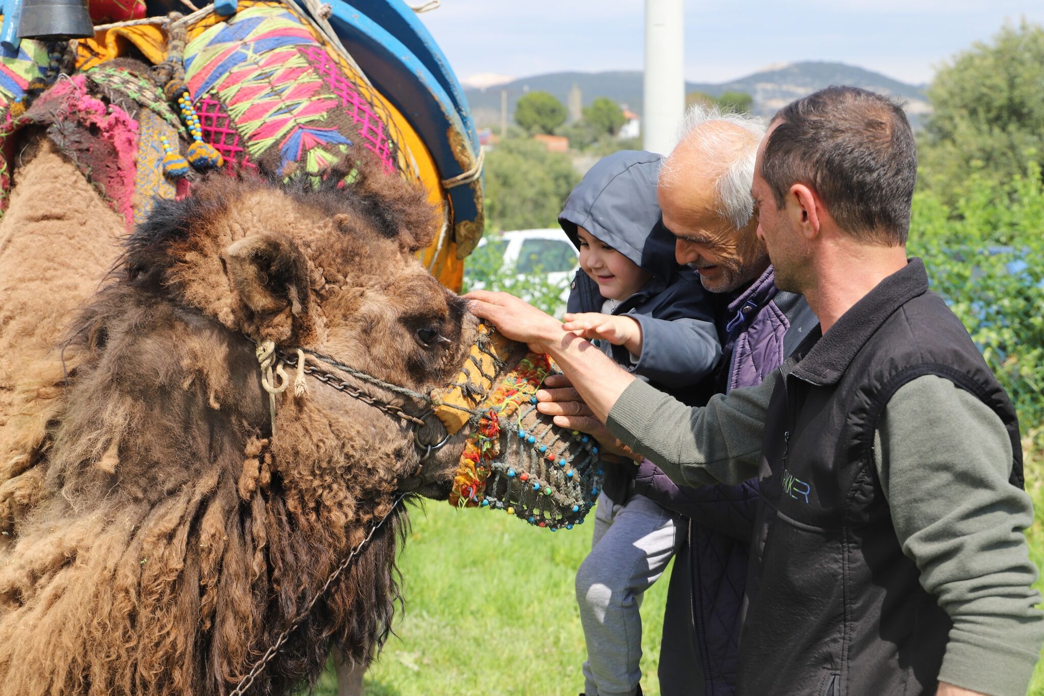Manisa'da Geleneksel Deve Güreşleri Nefes Kesti! (3)