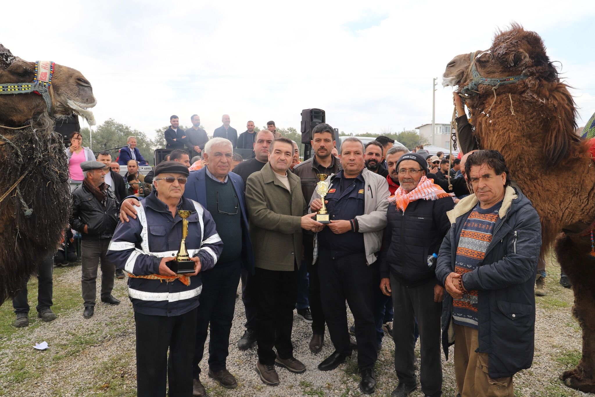 Manisa'da Geleneksel Deve Güreşleri Nefes Kesti! (4)