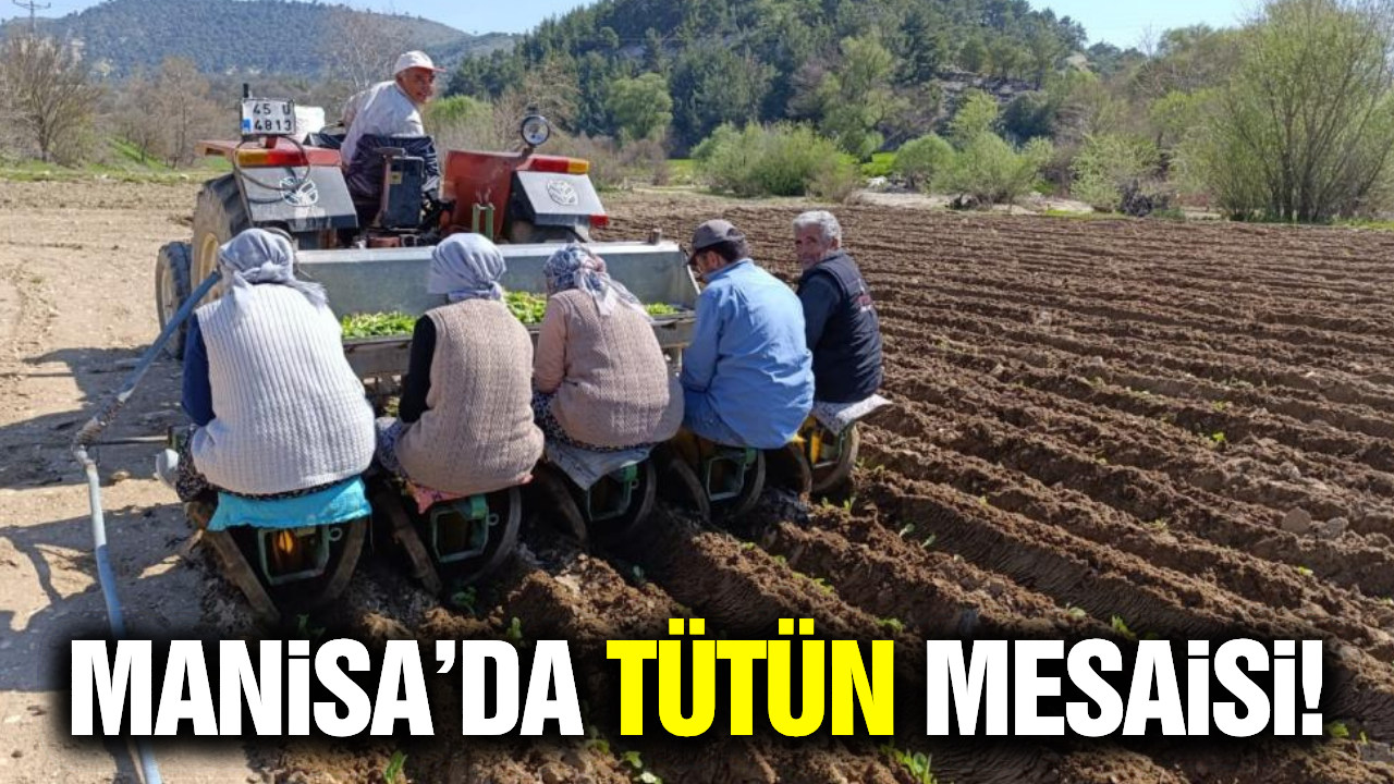 Manisa'da tütün dikim sezonu başladı!