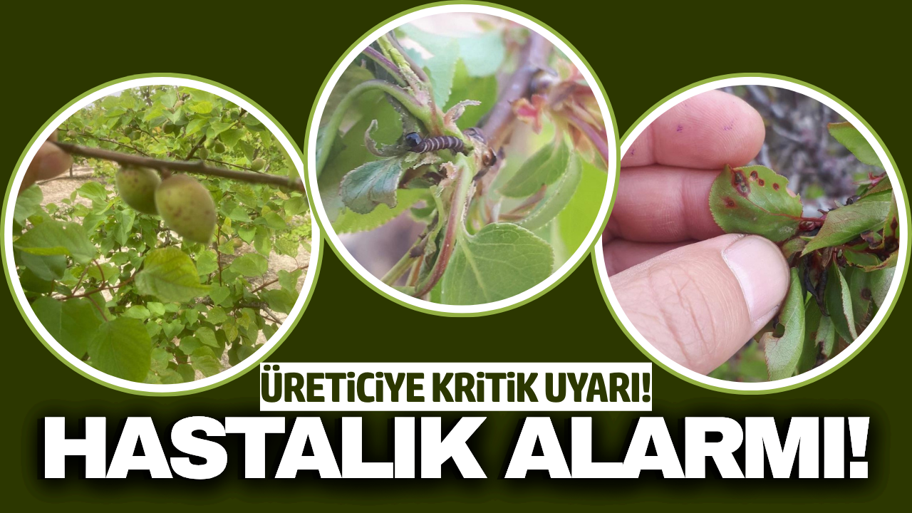 Manisa'da üreticilere kritik uyarı: 'İlaçlama zamanı geldi'