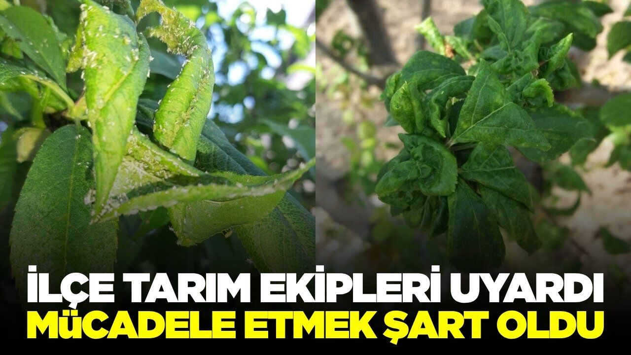 Manisa'da üreticilere zararlı ve hastalık uyarısı