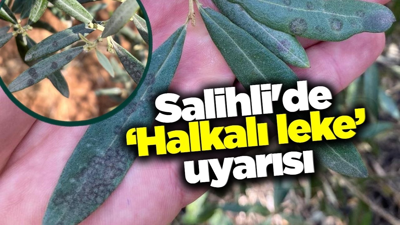 Salihli’de zeytin üreticilerine 'halkalı leke' uyarısı