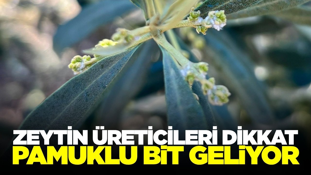 Salihli’de zeytin üreticilerine uyarı: 'Pamuklu bite dikkat'