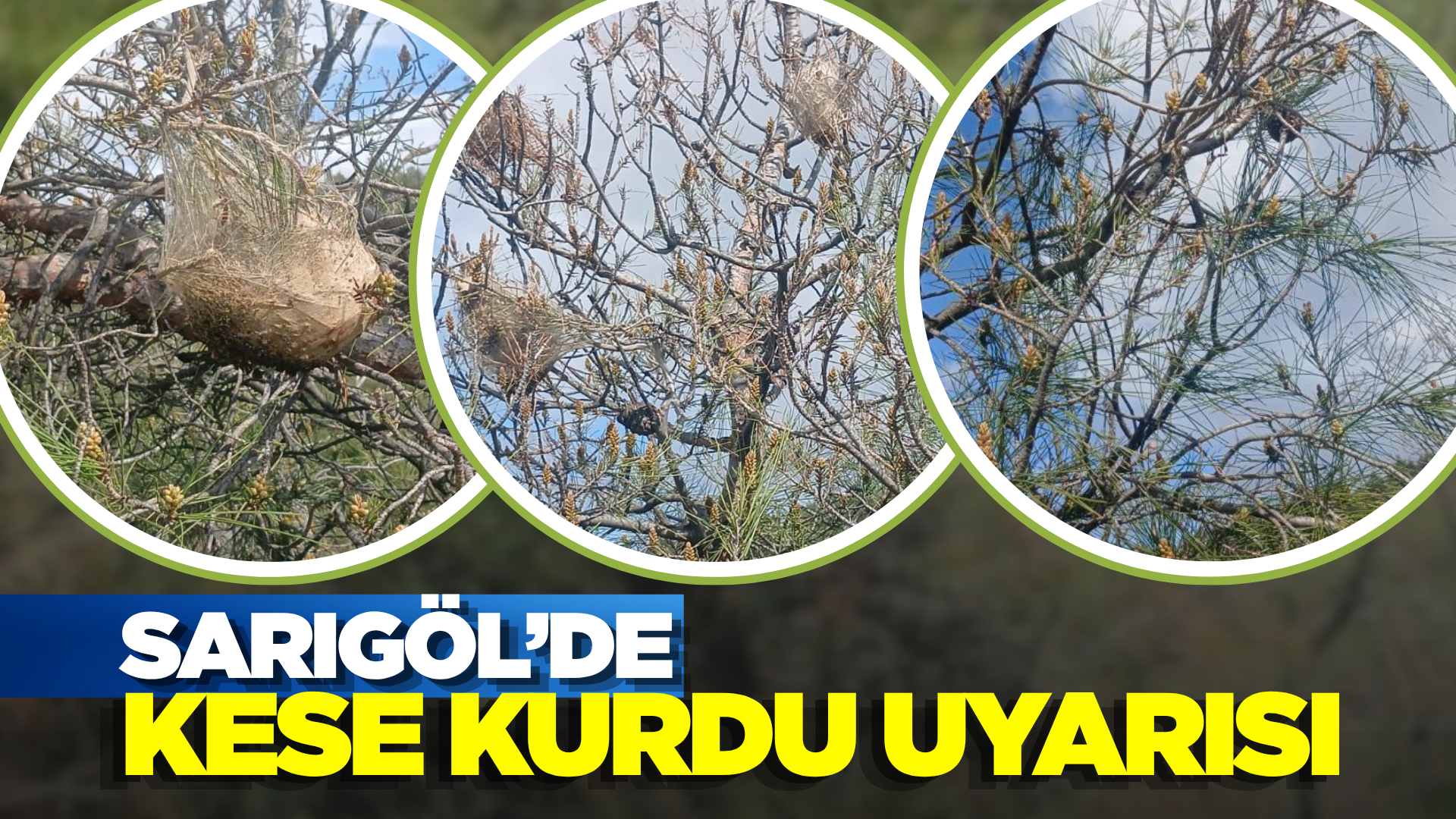 Sarıgöl'de vatandaşlara mücadele uyarısı!