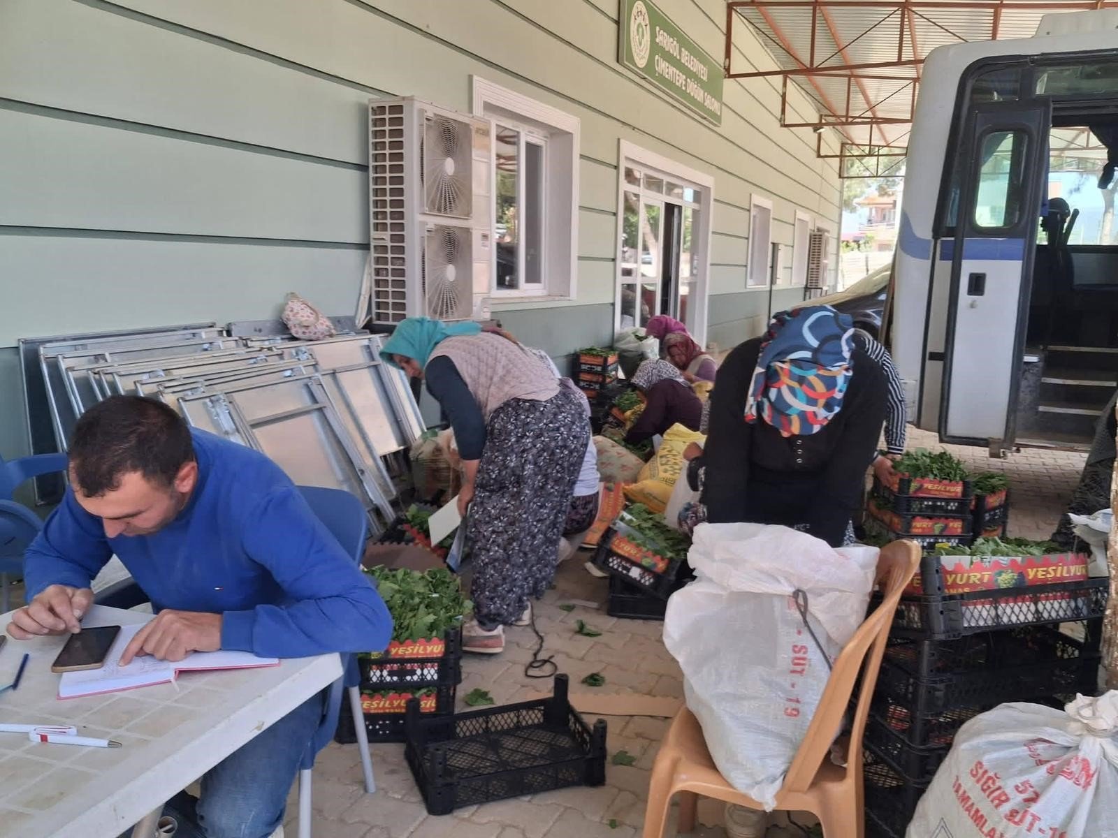 Sarıgöl'de Üreticinin Yüzü Güldü Yaprak Sezonu Başladı (1)