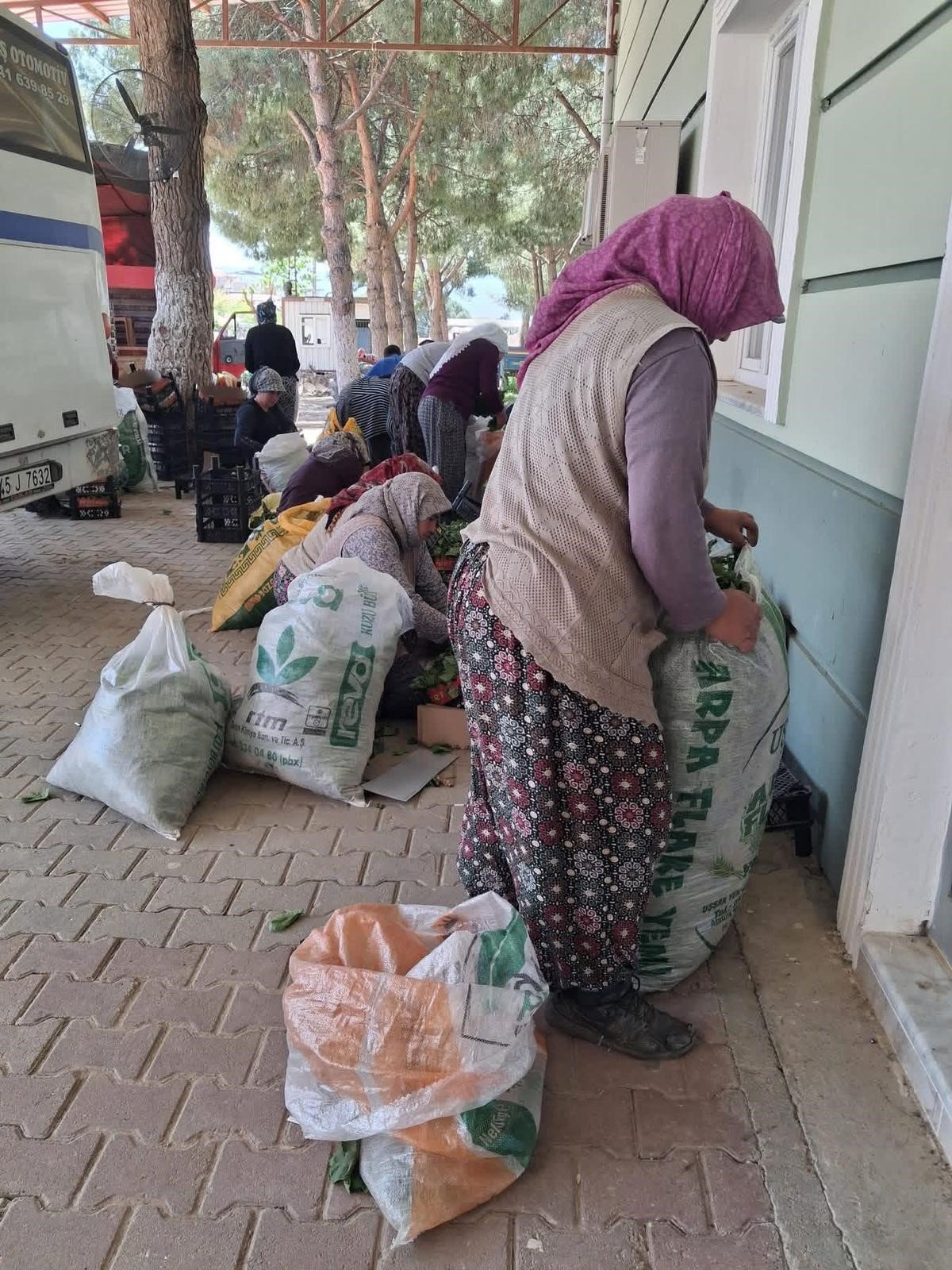 Sarıgöl'de Üreticinin Yüzü Güldü Yaprak Sezonu Başladı (2)