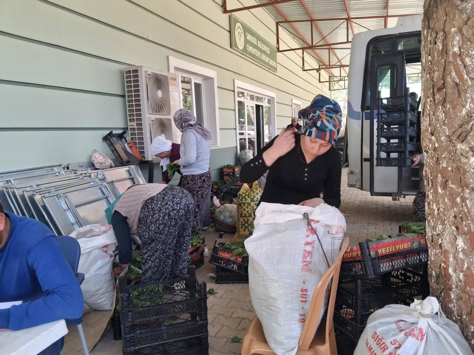 Sarıgöl'de Üreticinin Yüzü Güldü Yaprak Sezonu Başladı (3)