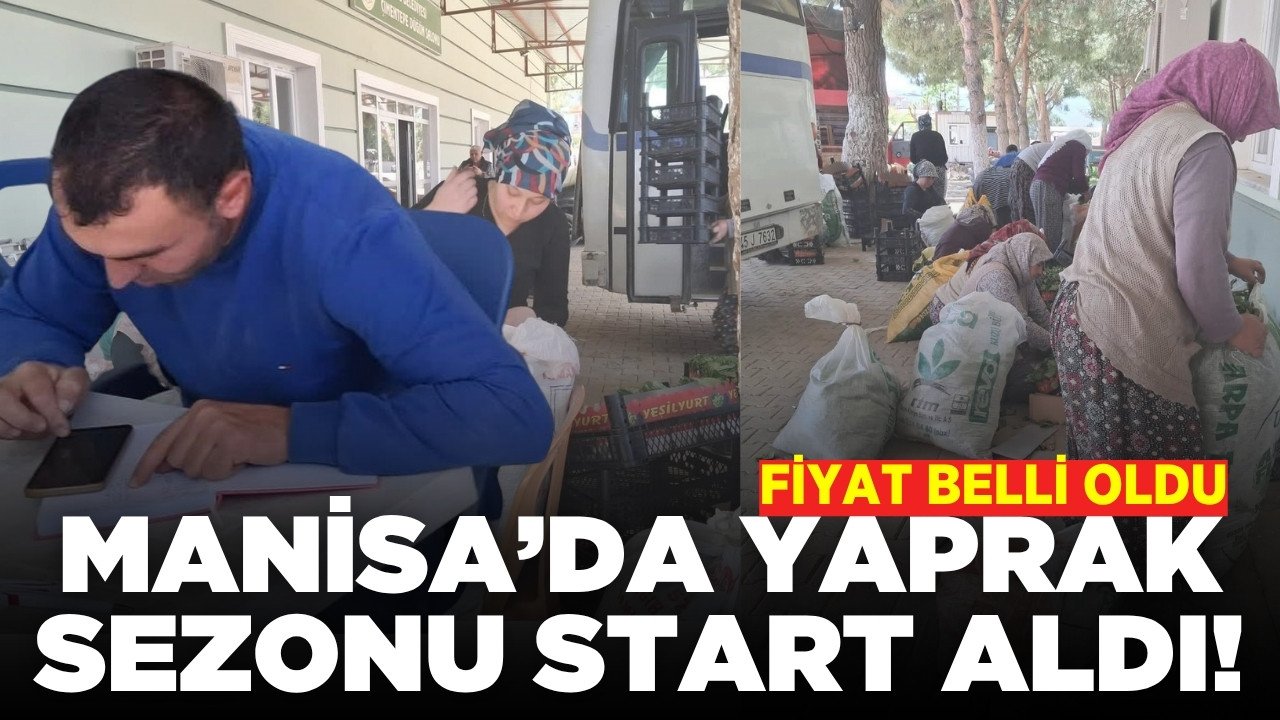 Sarıgöl'de üreticinin yüzü güldü: Yaprak sezonu başladı