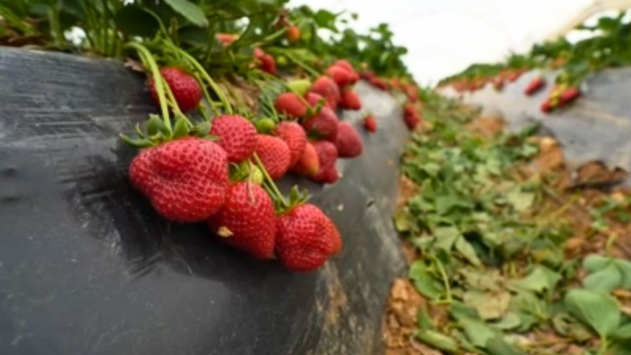 Sezon Bol Yağışlı Geçti, Manisalı Üreticinin Beklentisi Yükseldi .1