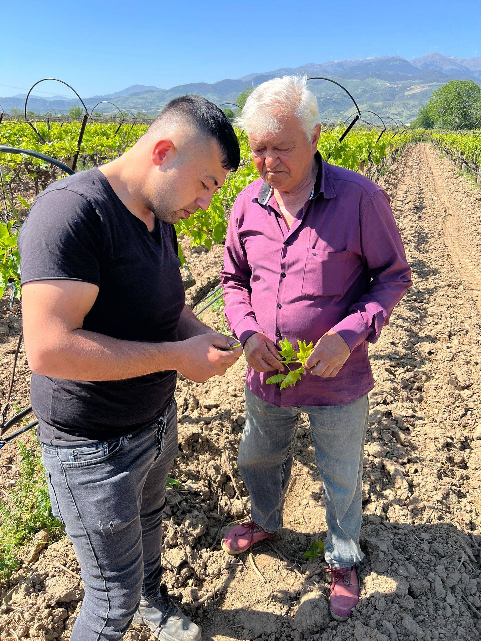 Tari̇ş'ten Alaşehirli Üreticiye Teknik Destek! (1)