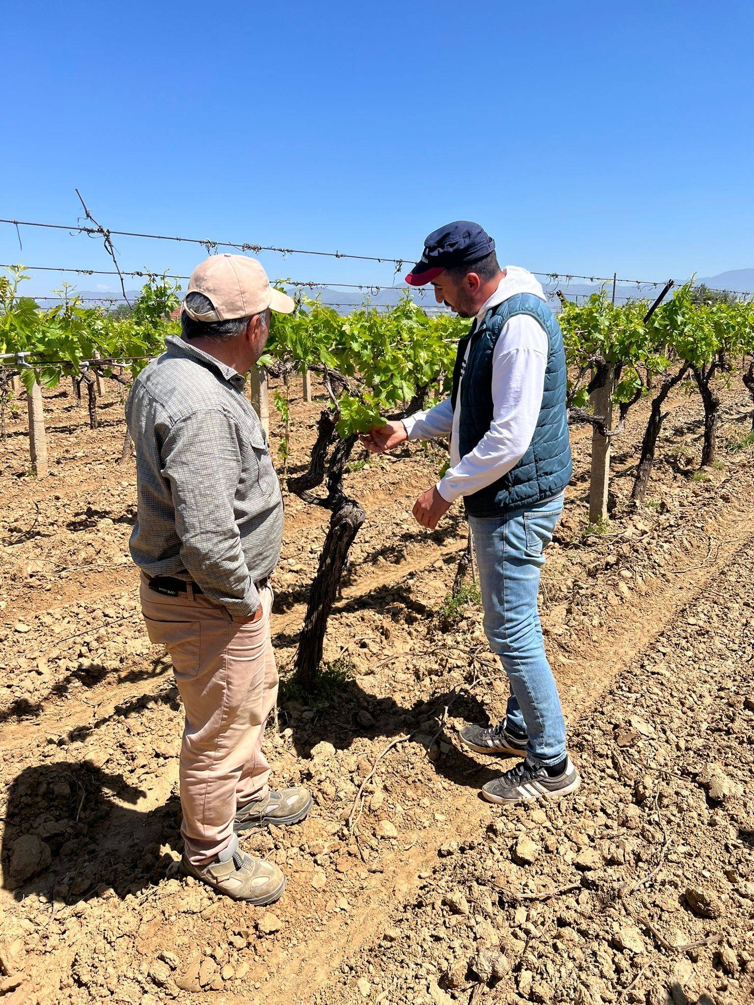 Tari̇ş'ten Alaşehirli Üreticiye Teknik Destek! (3)
