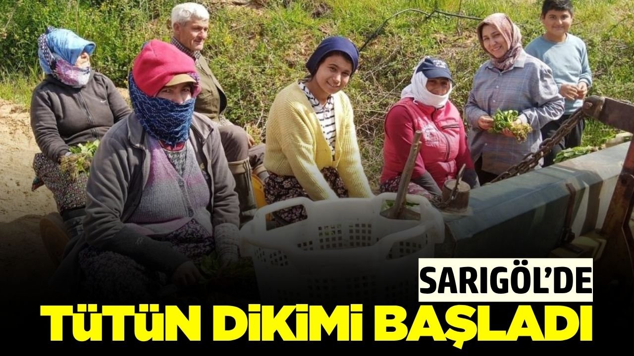 Sarıgöl'de tütün sezonu açıldı!