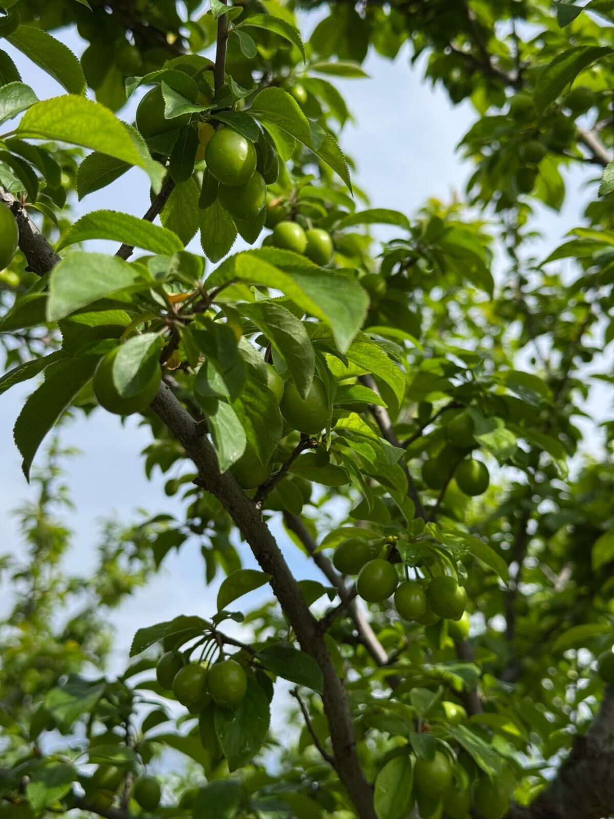 Manisa'nın Yeşil Altın'ında sezon açılıyor-.5.1