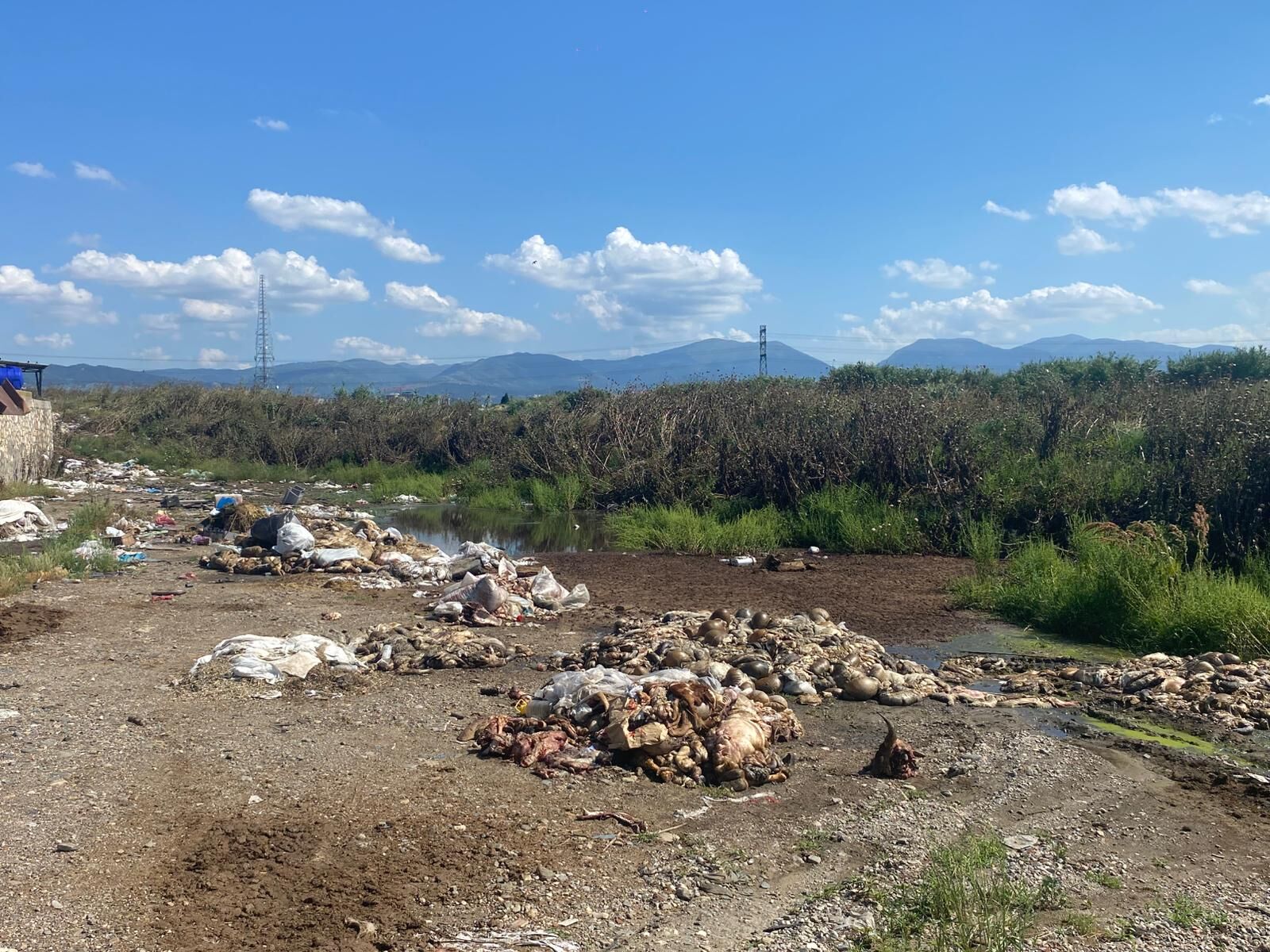 Turgutlu’da Kurban Atıkları Dereye Atıldı: Vatandaşlardan Tepki