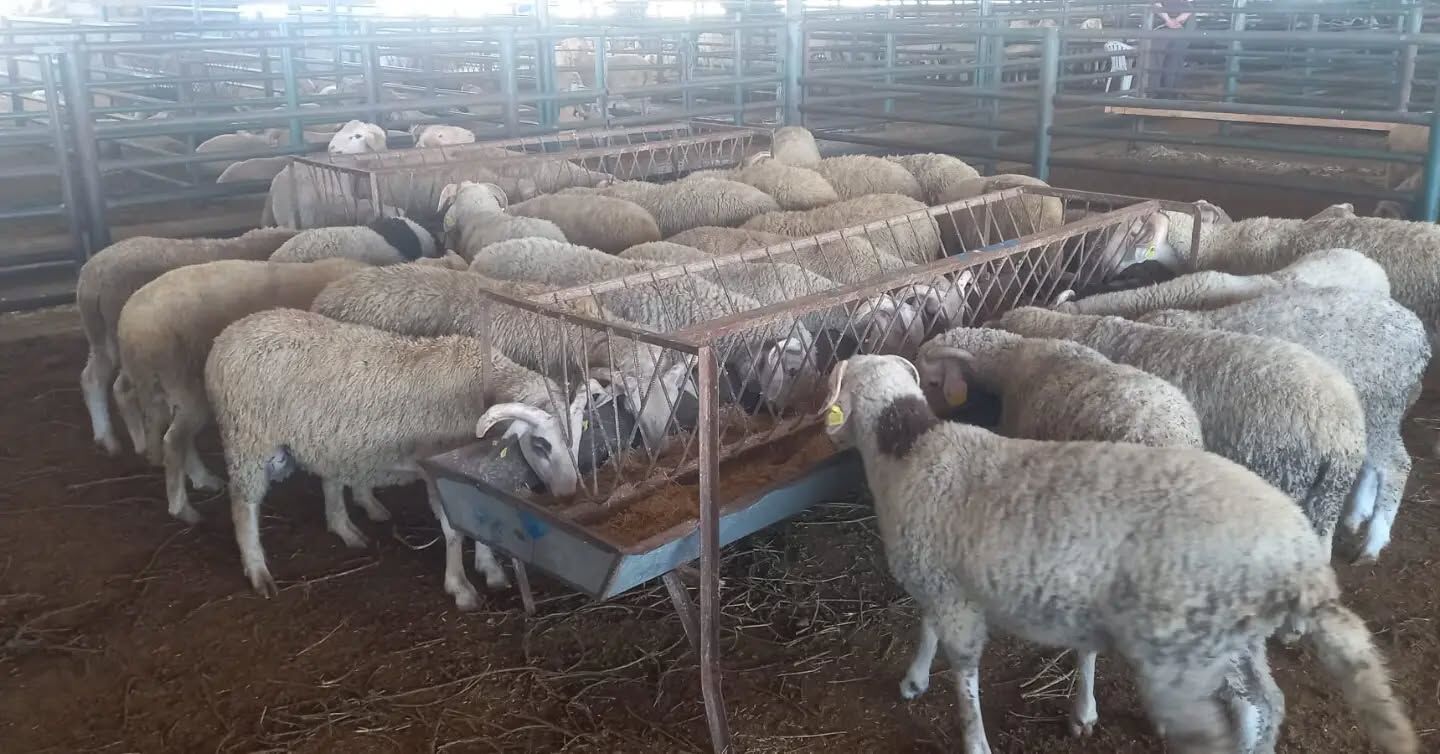 Manisa’da kurbanlık denetimi: Hayvan borsasında inceleme yapıldı-3