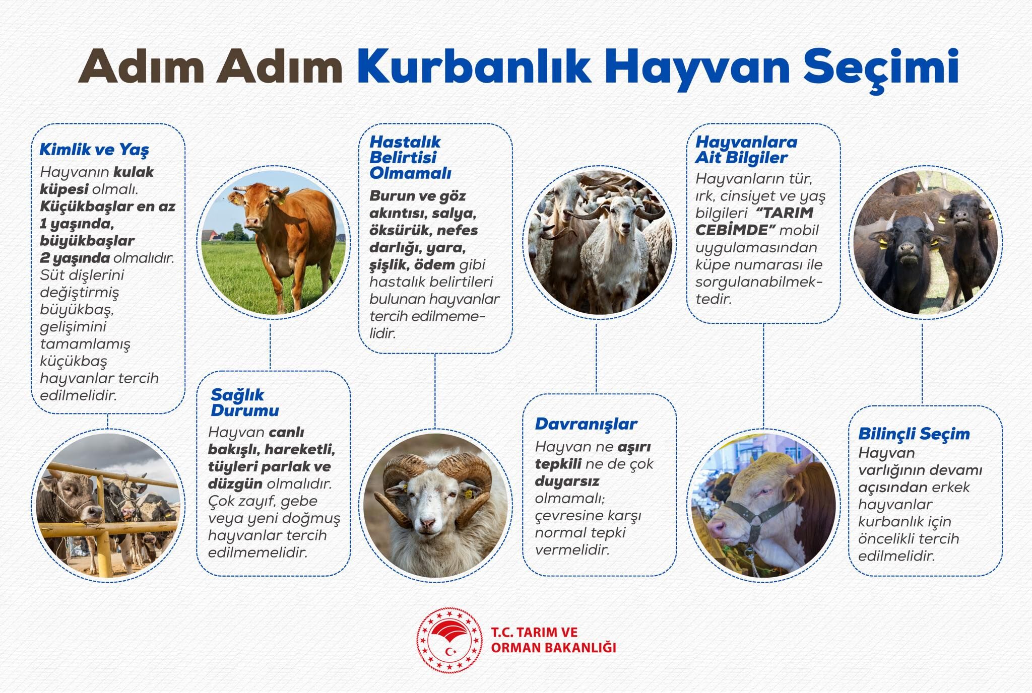 Kurbanlık seçiminde nelere dikkat edilmeli? Manisa İl Tarım Müdürlüğü paylaştı-.1.1