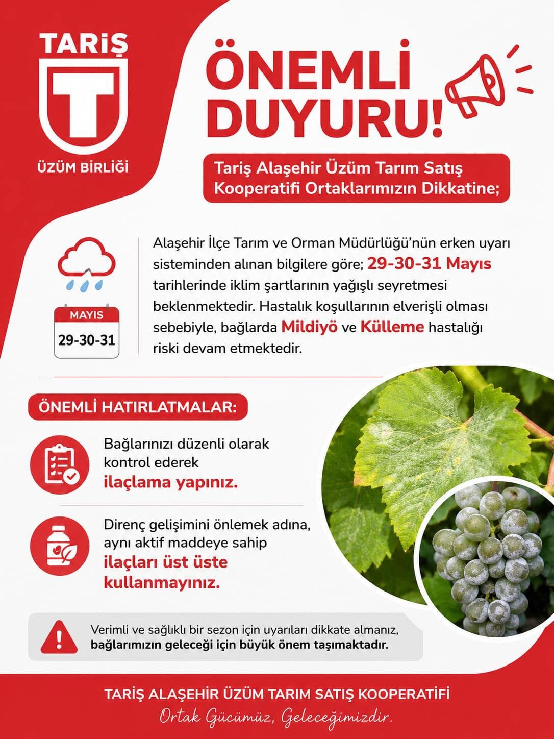 Alaşehirli Üzüm Üreticilerine Kritik Uyarı: Mildiyö ve Külleme Riski Kapıda!