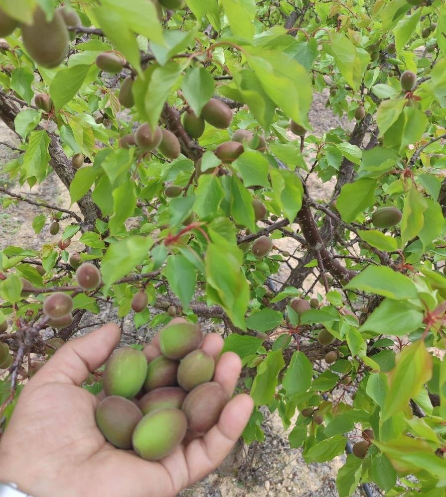 Manisa'da üreticilere hastalık uyarısı!-1