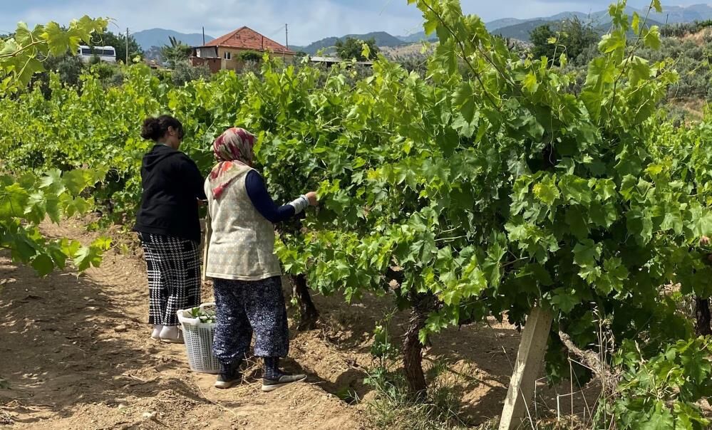 Sarıgöl'de Üreticinin Yüzünü Güldüren Hasat-1