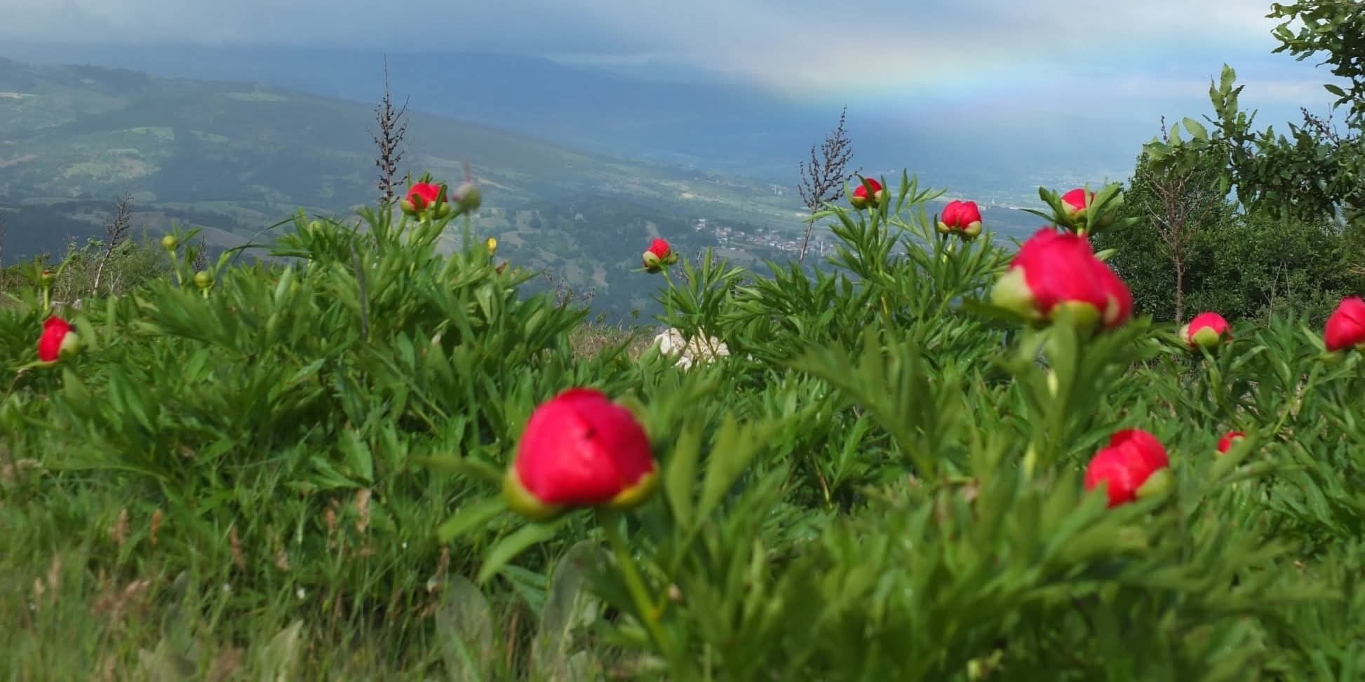 Manisa'da 'Ayıgülü' görenleri kendine hayran bırakıyor!-.3.1