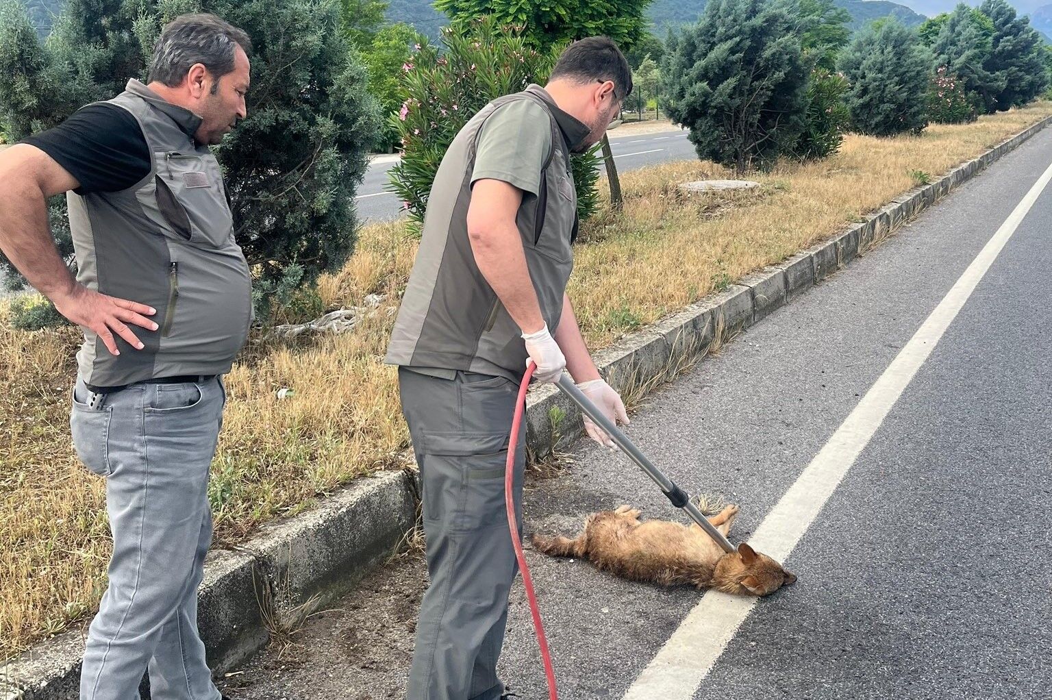 Manisa'da yaralı halde bulunan çakal tedavi altına alındı-.4.1