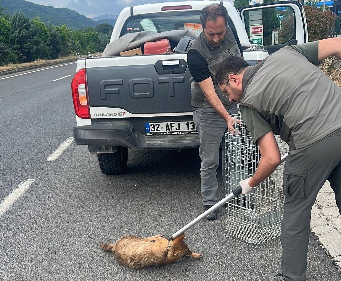 Manisa'da yaralı halde bulunan çakal tedavi altına alındı-.1