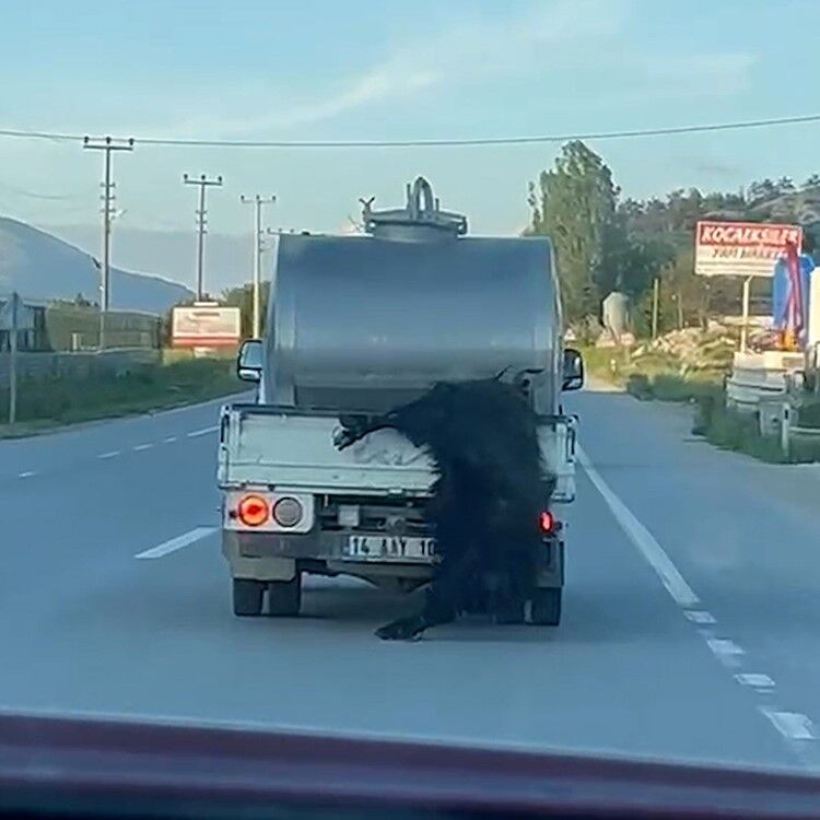 Kurbanlık hayvana eziyet iddiası!