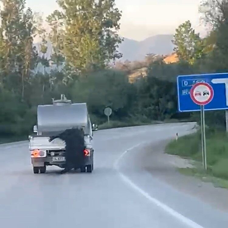 Kurbanlık hayvana eziyet iddiası!-1