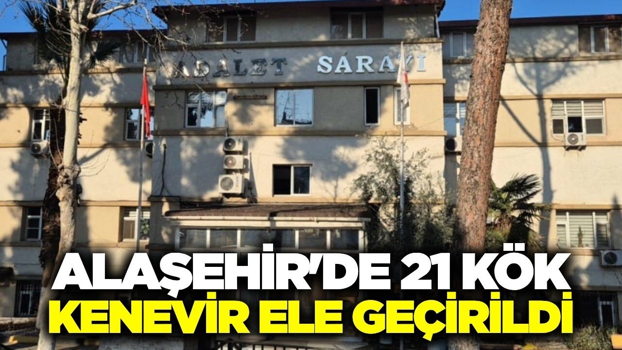 Alaşehir'de kenevir operasyonu: 21 kök ele geçirildi