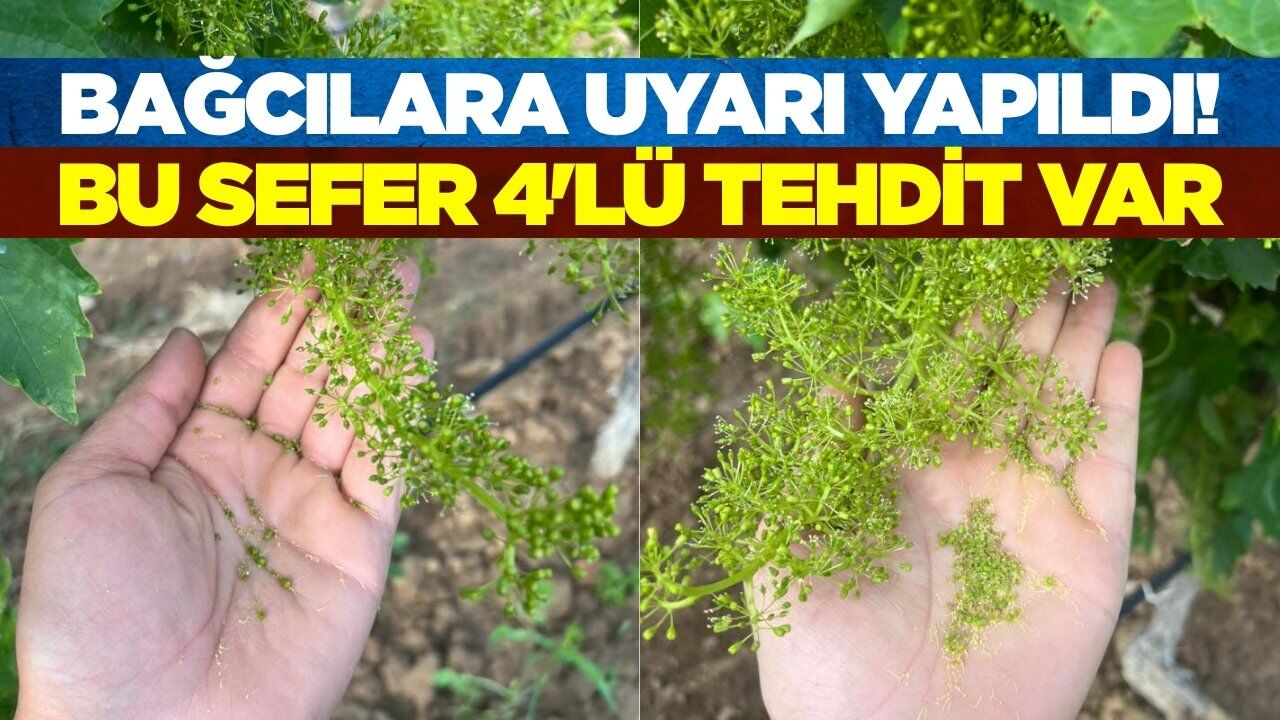 Bağlarda çiçeklenme döneminde kritik uyarı!