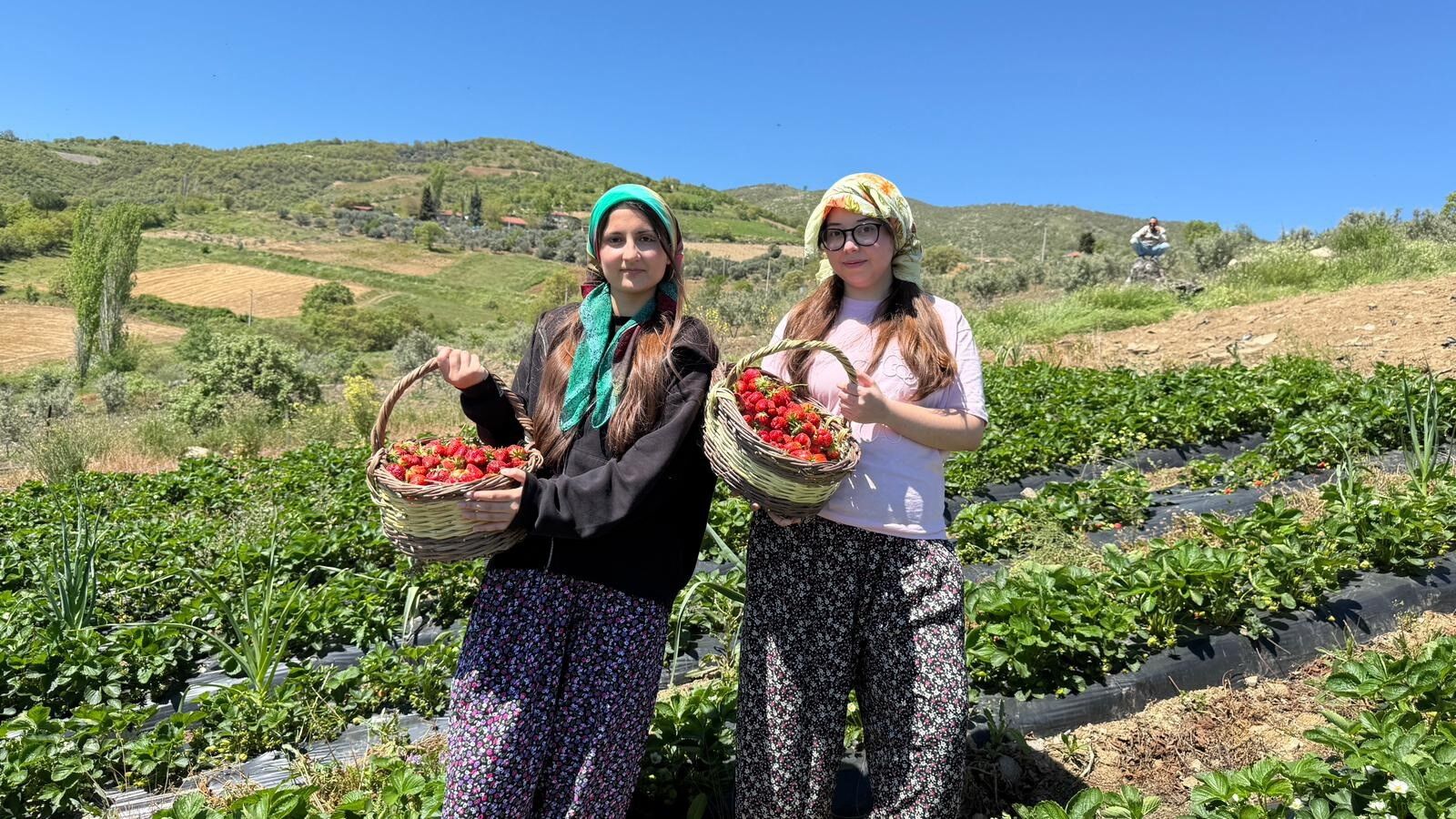 Gençler Manisa'da Çilek Hasadında! (7)
