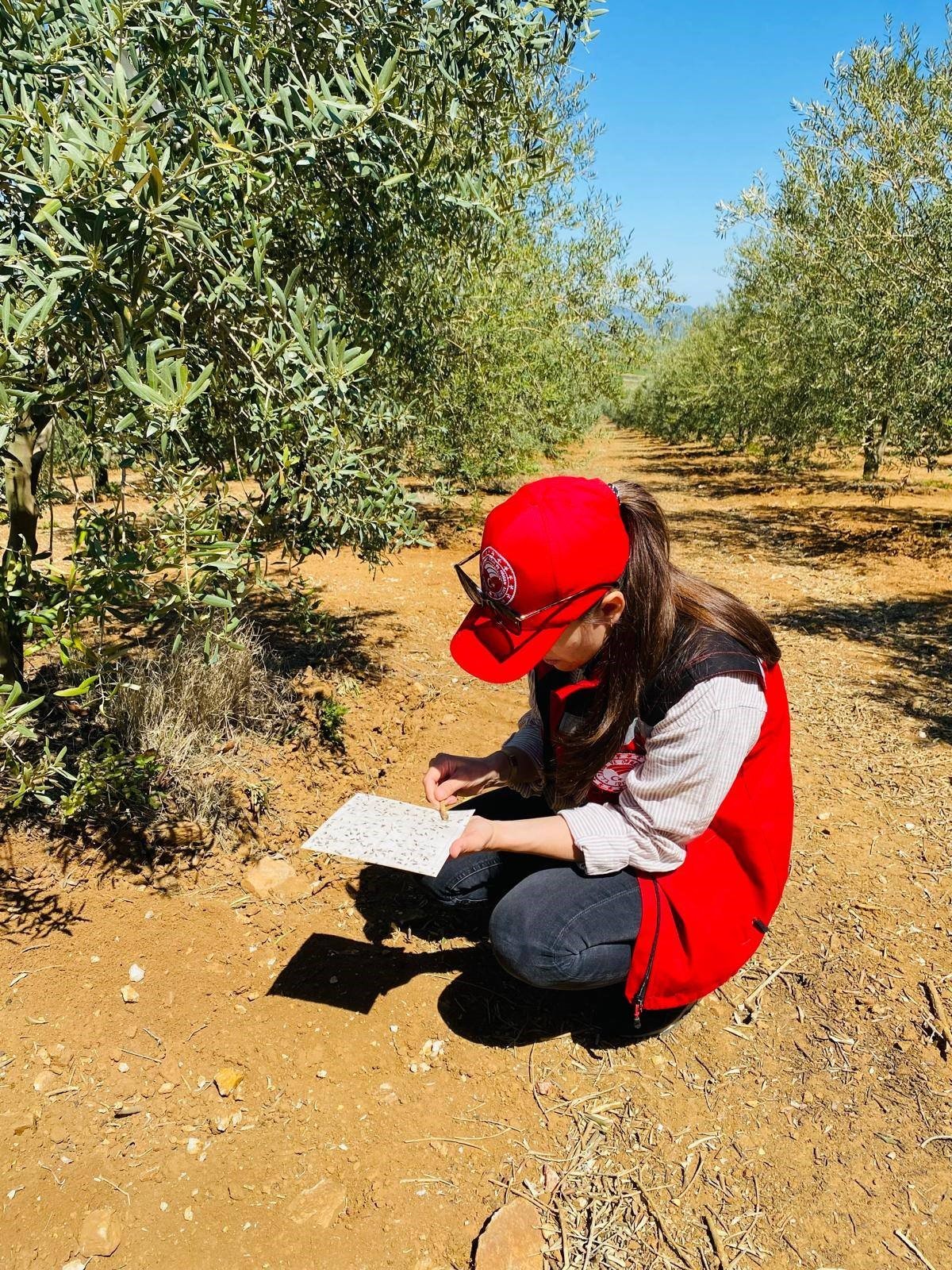 Manisa'da Zeytin Üreticilerine Kritik Uyarı! (1)