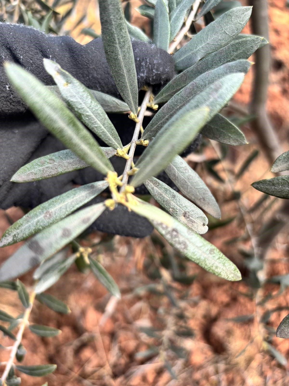 Manisa'da Zeytin Üreticilerine Kritik Uyarı! (4)