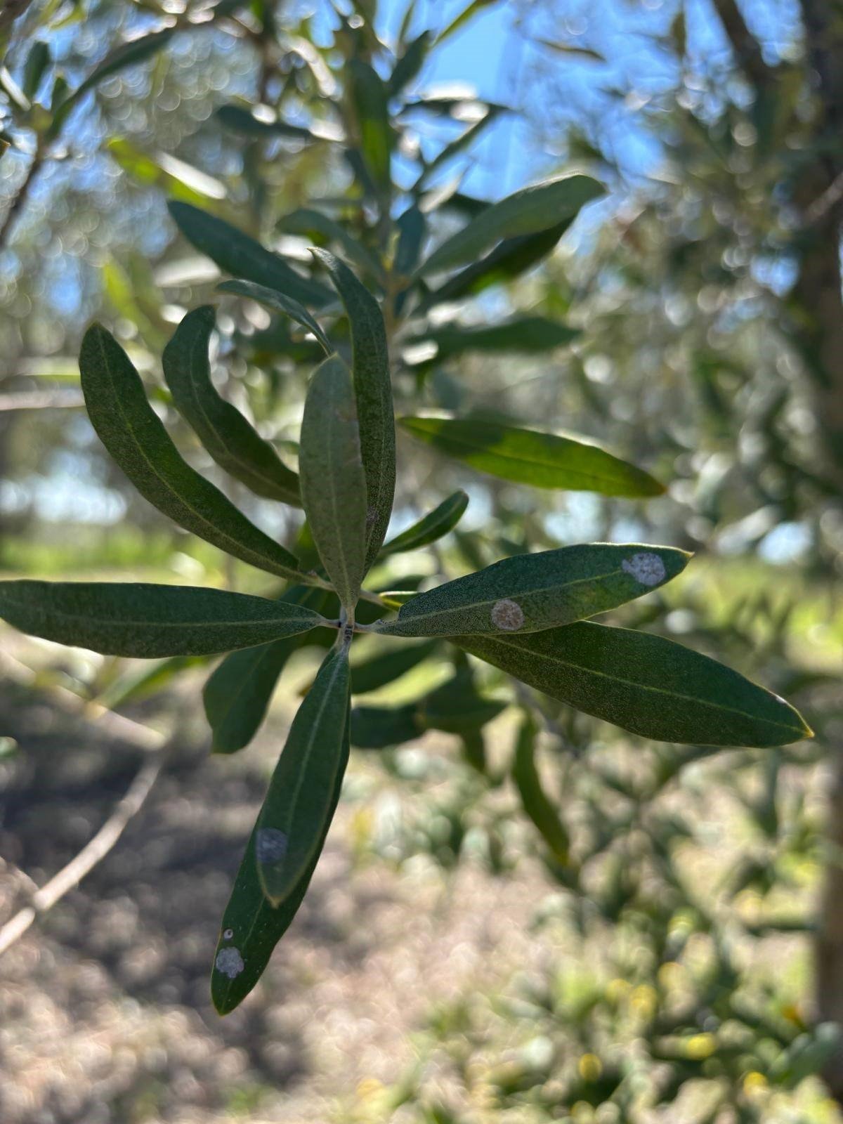 Manisa'da Zeytin Üreticilerine Kritik Uyarı! (5)